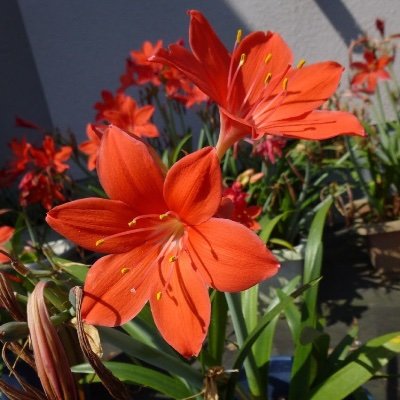 医療系スタートアップで働くソフトウェアエンジニアです。
以前は病院の医事課事務員をやってました。
趣味、仕事がらみ、興味関心を問わず無秩序に投稿します。無言フォローや勝手な引用、リポスト恐れ入ります。