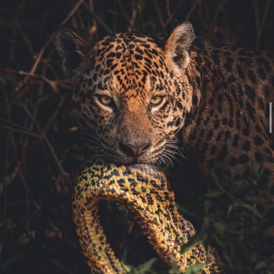 TinwinR's profile picture. #CODEBLUE4L🐻💀