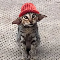 Ghillie (@ghilliexyz) 's Twitter Profile Photo