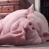 Mike Kloppie (Pink Pig. Mr Plonker) (@michael54863926) 's Twitter Profile