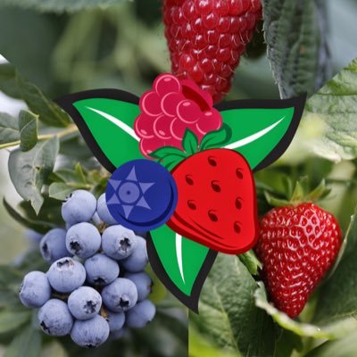 Provincial organization representing berry farms in Ontario. Spread the berry latest updates on what’s in season, recipes and fun facts!