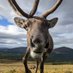 reindeer ζ (@reindeerzeta) Twitter profile photo