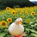 Wu (@hydrophobicduck) Twitter profile photo Wu (@hydrophobicduck) Twitter profile photo
