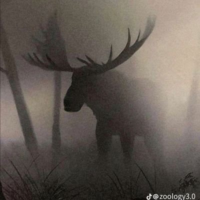 Ace31406's profile picture. 