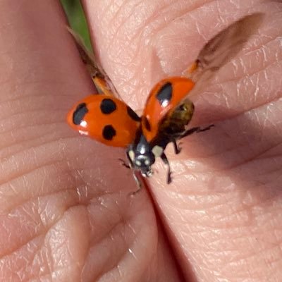 ポエムを中心に愛を叫ぶ。空。自然。地球。植物。虫。鳥。猫。星。宇宙。月。写真。妖精。羽。 自分なりの生き方を発信。押し付けはしない。人はそれぞれ自由選択がある。miraの言の葉。earth🌏を守りたい人。自然崇拝。日々感謝することの大切さを発信。トゥラ中。