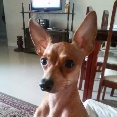 Patrici07450847's profile picture. malagueta