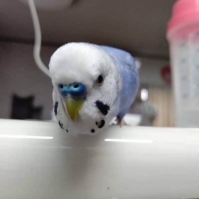 逃したインコのつうちゃんを捜索中(´；ω；｀)。
2023 4/24 午前11:30頃、大阪府大東市新田にてセキセイインコ ブルーのつうちゃんを逃がしてしまいました。手乗りおしゃべり人懐っこい男の子です。家族全員でかわいがっていました。全国の迷子インコちゃんがお家に帰れるよう、リポストにて協力させて頂いております。