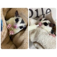 saki (@r8r2saki) Twitter profile photo