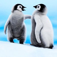 B (@undpriv) 's Twitter Profile