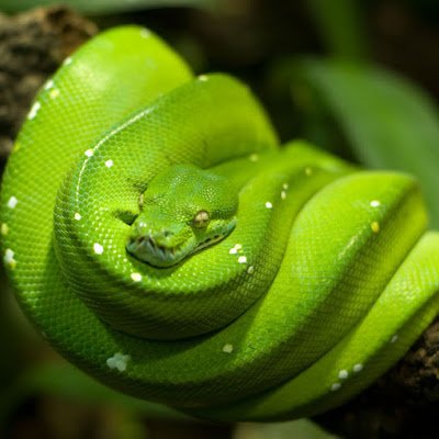 Vyper_14's profile picture. 