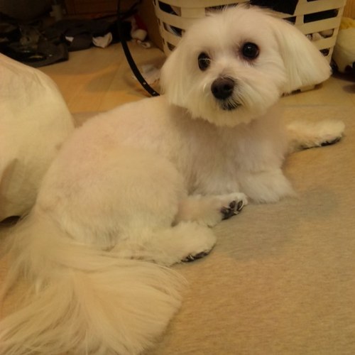 mmmjulep's profile picture. 関東バス所属。リキッド部。お囃子好き、篠笛好き、動物好き、お酒好き、スポーツ好き。専門職。興味を持つとトコトン。何もしない時間が好き。後から無駄に過ごした感が。