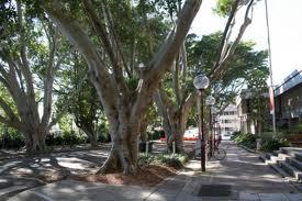 Fig on death row in Newcastle's Laman Street. Sentenced to death by chainsaw for being a potential risk. Any day now..