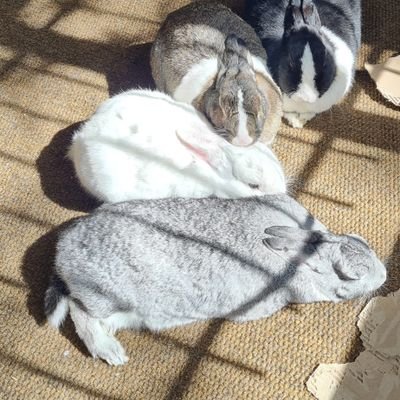 8 very pampered house bunnies living in JHB with mum. Account started by Munchkin 07/06/11-14/07/19 🌈#nosebumps #Adoptdontshop #Acageisnotenough