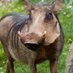 Bill the Warthog (@warthogbill7528) Twitter profile photo Bill the Warthog (@warthogbill7528) Twitter profile photo