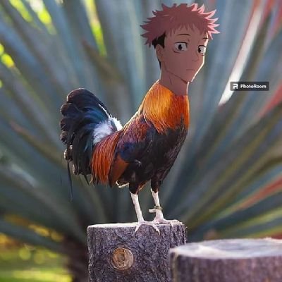 DitoCrazy600's profile picture. 