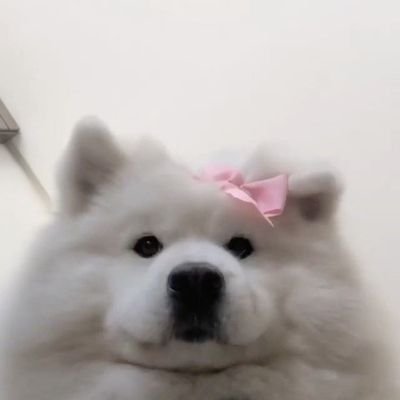 อะเดเล่さんのプロフィール画像