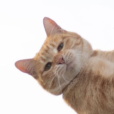 unknownwhodev's profile picture. 개발 얘기 안헙니다