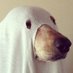 Ghost Dog (@ghostdog2312) Twitter profile photo Ghost Dog (@ghostdog2312) Twitter profile photo