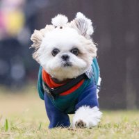 ほまいぬ (@homare_goron) 's Twitter Profile