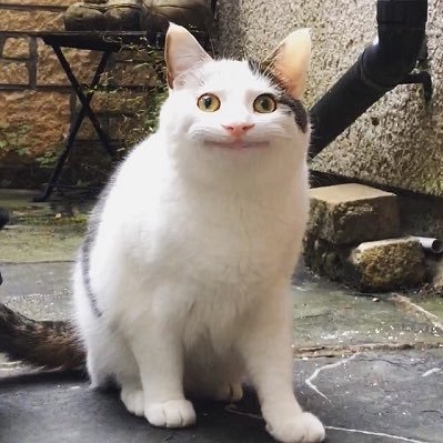 面白きこともなき世をおもしろく、すみなすものは心なりけり。きゅうりが嫌いです。インスタ https://t.co/GvAXxyFfoS