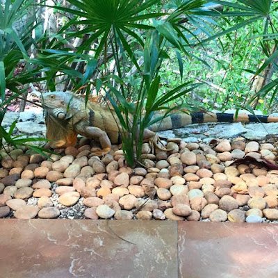 AlimaYonki52406's profile picture. 