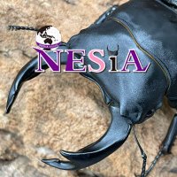 世界の昆虫ショップNESiA (@___nesia___) 's Twitter Profile