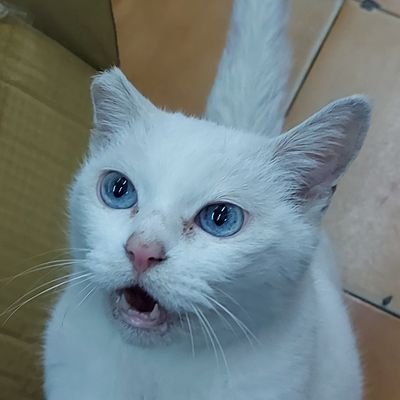 xl6FuBAdKMCqlue's profile picture. I will survive