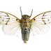 Cicada Auchenorrhyncha (@CicadaAuchen) Twitter profile photo
