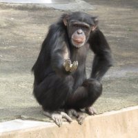 かみねねこ⭐︎かみね動物園大好き (@luna731hs) 's Twitter Profile