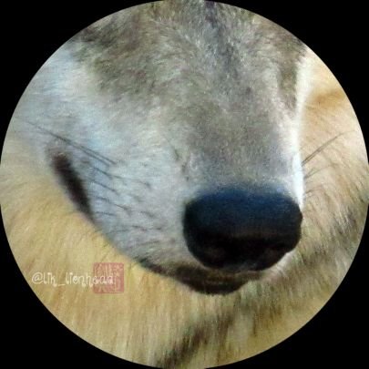 lik_kagi's profile picture. 本垢→ @lik_nasua_nasua
動物のこと、日常のことなど色々、向こうでは言えないことを呟きますので、フォローは本アカで仲良くしてくださっている方に限らせていただきます🔑
大したことは呟かないので、つまらんと思ったらフォロー外しでもブロ解でもよろしくです🐺
