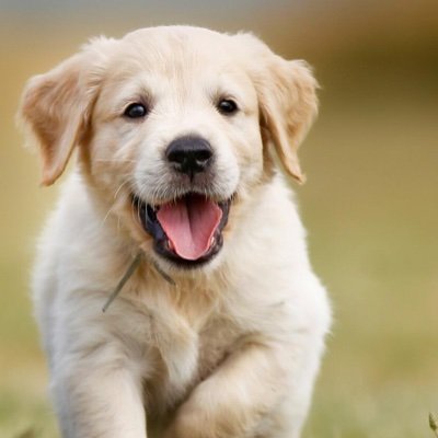 caxap_lover's profile picture. unsinkable carrier