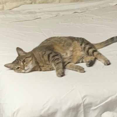 VivaceR8さんのプロフィール画像