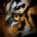 Eye of The Tiger (@eye_of_tiger_) Twitter profile photo
