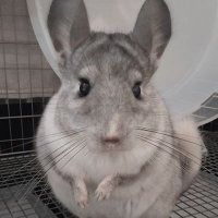 strawberrycakes (@cheesecaketoo) 's Twitter Profile