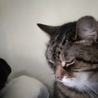 Steve Morris (@stevemo85010138) 's Twitter Profile