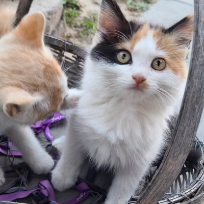 icapellicastani's profile picture. 