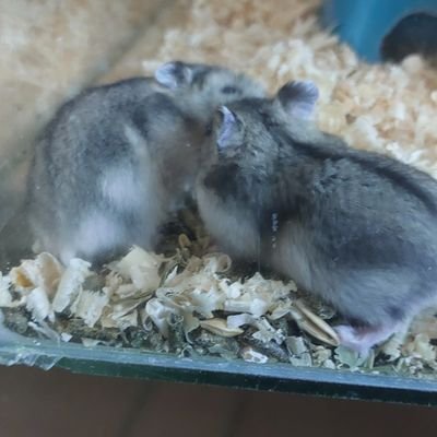 SIGMAx2006's profile picture. semmi