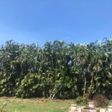 treetrimmerllc's profile picture. We are family-owned and operated, proudly serving the greater Palm Beach County and surrounding areas specializing in tree removals, reductions, and thinning.