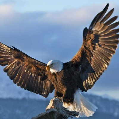 eagle