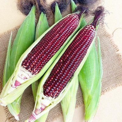(1)家庭菜園「あったかファーム」の運営、(2)基幹野菜の栽培レポ、(3)農業の現状や課題、(4)農村の食や生活文化、(5)地域活性化、(6)全国の頑張る中高生・大学生を応援、(7)チワワ(スムース)のチョコちゃん&マロンちゃん♀の毎日など、を柱に、農業や野菜、農村文化等について知見を高め、深めていきます。