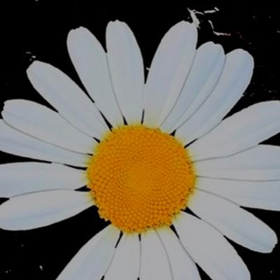 White_paranois's profile picture. NIKE信者！ワンピカード.ポケカが大好きです！