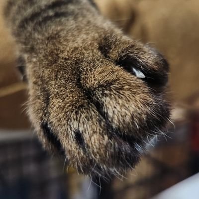 Futojishi46752d's profile picture. 