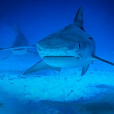 TheScubaverse's profile picture. Impact NFT project focused on making Life Underwater (UN SDG 14) better by using technology