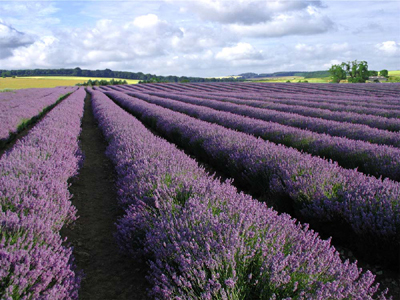 A family run farm in the Cotswolds. We harvest and distil our lavender to make the purest English Lavender Essential oil, which we use to make lavender products