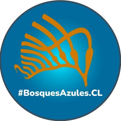 campaña ciudadana para proteger los bosques de macroalgas desde la #patagonia chilena para el mundo 🌎