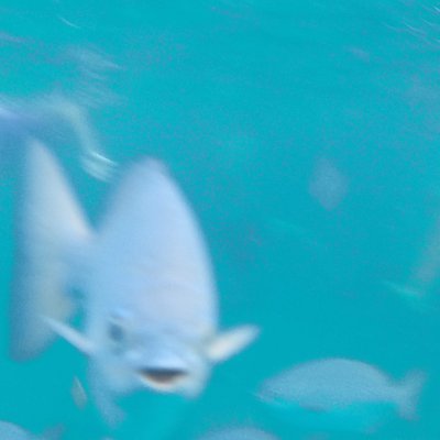 Ignacio4086860's profile picture. Just a Photogenic Fish