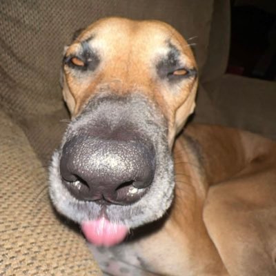 FeeshTacos's profile picture. Let the band play Neck