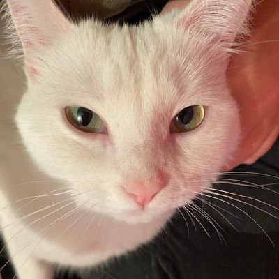 Stayplain137536's profile picture. Lic. en Comunicación Social. #Compol