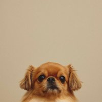 柿原貴興 (@takakakihara) 's Twitter Profile Photo 柿原貴興 (@takakakihara) 's Twitter Profile Photo