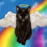 Angel PUMA King Cat (@pumakingcat) 's Twitter Profile Photo Angel PUMA King Cat (@pumakingcat) 's Twitter Profile Photo